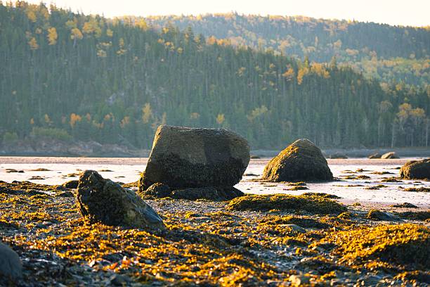 Serene coastal landscape with moss-covered boulders and forest-lined hills at Parc national du Bic, Quebec.
