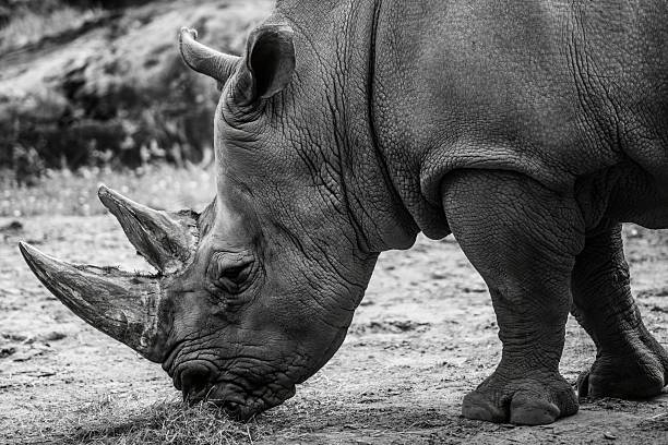 istock Rhinoceros Grazing in Black and White 2234306007