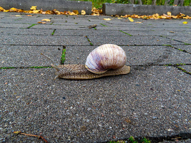 istock Close up of a snail with shell crawling on a stone pavement 2234307638