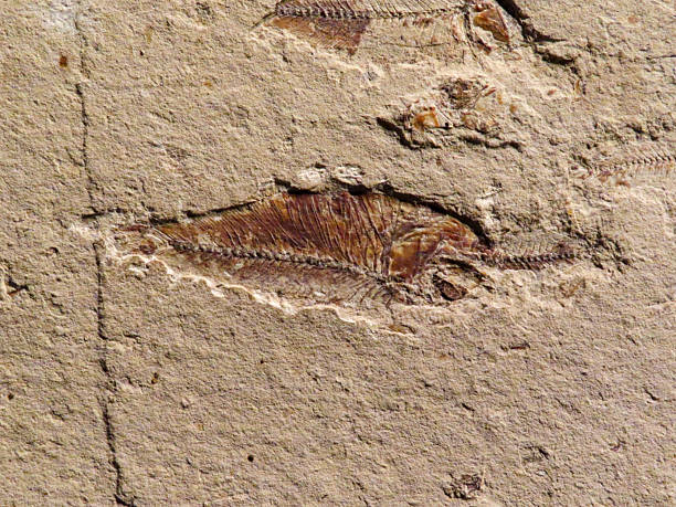 istock Fossilized fish imprint in sedimentary rock 2234307667