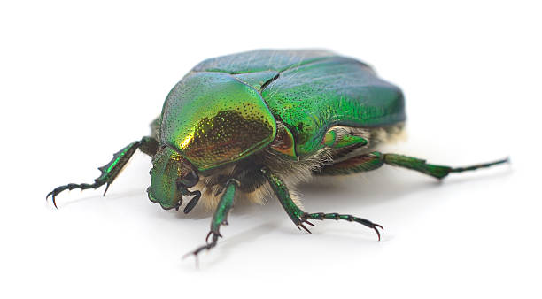 istock Green rose chafer beetle isolated on white background 2234310894