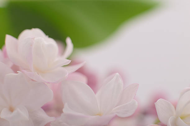 Lilac flowers.