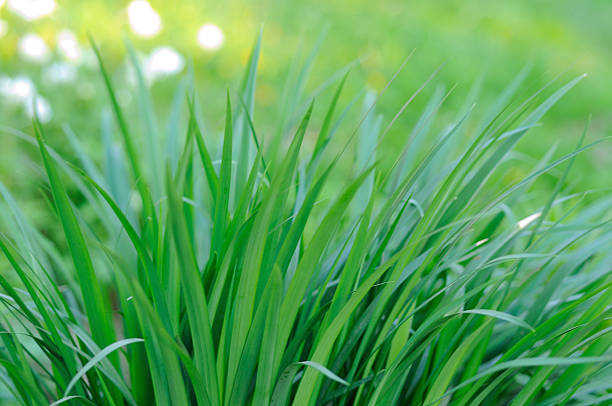 Fresh green grass blades growing in spring garden, close-up natural background symbolizing growth, freshness, ecology, environment and nature concepts.