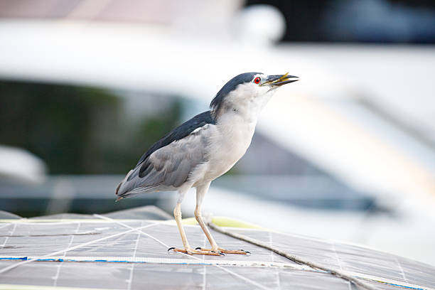 Hong Kong Wildlife