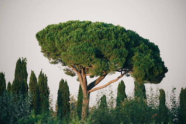 Late-summer photograph of a mature stone pine (Pinus pinea) rising above a row of Italian cypress trees (Cupressus sempervirens) in the Tuscan countryside, Italy. Warm directional light sculpts the umbrella-shaped canopy and vertical cypress columns, emphasizing texture, form and the region’s characteristic Mediterranean planting traditions.
