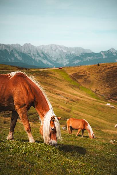 Horses grazing on a lush green hillside with majestic mountains in the background under a clear blue sky.
