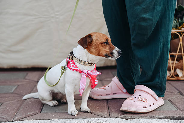 istock cute small red and white jack russel terrier sits with owner in park at walk 2234319247