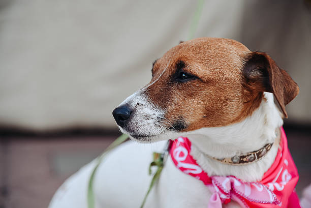 istock cute small red and white jack russel terrier sits with owner in park at walk 2234319253