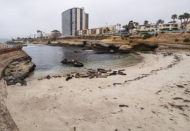 Serene coastal view featuring a sandy beach, resting seals, rocky cliffs, and nearby buildings.