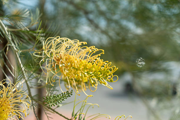 A stunning close-up of a bright yellow bloom against a lush green background, showcasing the intricate details of nature's beauty and vibrant colors in spring or summer.