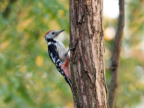 istock Middle-spotted woodpecker, Dendrocoptes medius 2234321457