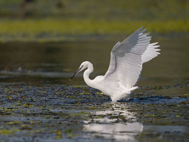 istock Little egret, Egretta garzetta, 2234321473