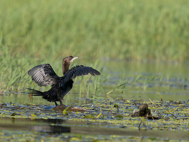 istock Pygmy cormorant, Microcarbo pygmaeus 2234321489