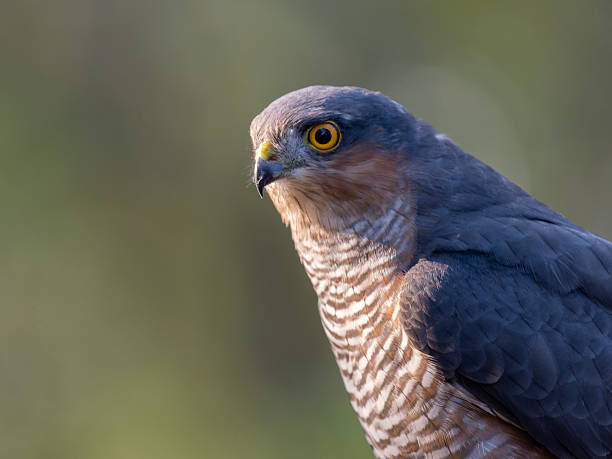 istock Sparrowhawk, Accipiter nisus 2234321492