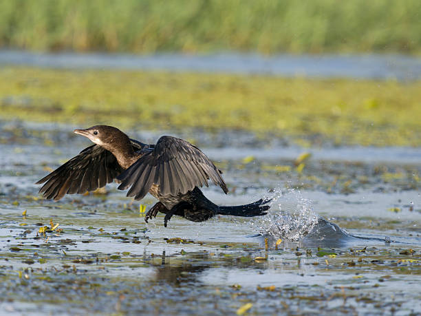 istock Pygmy cormorant, Microcarbo pygmaeus 2234321515