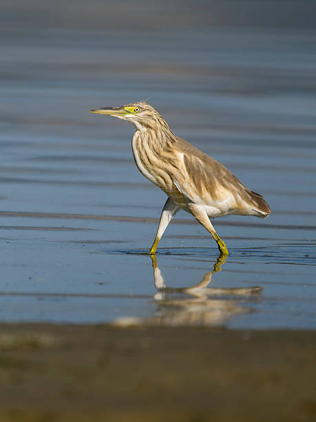 istock Squacco heron, Ardeola ralloides 2234321524