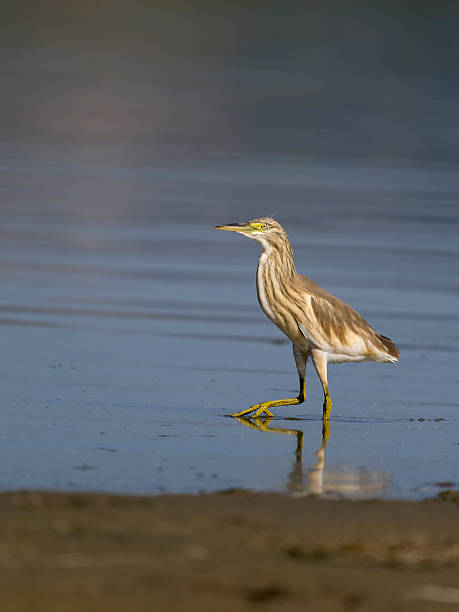 istock Squacco heron, Ardeola ralloides 2234321534