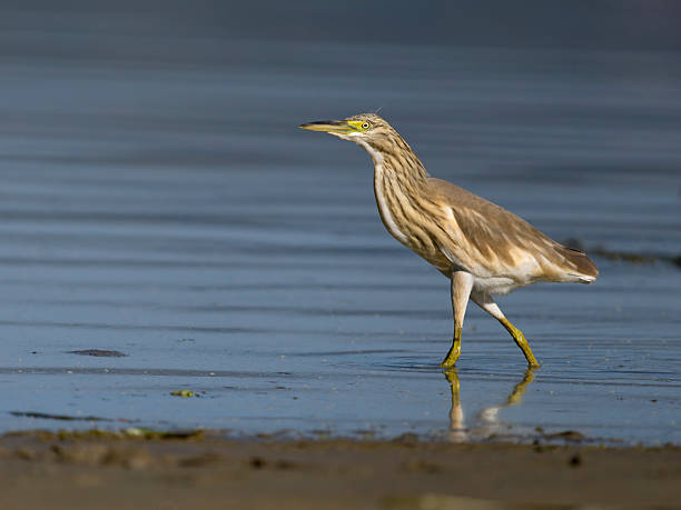 istock Squacco heron, Ardeola ralloides 2234321542