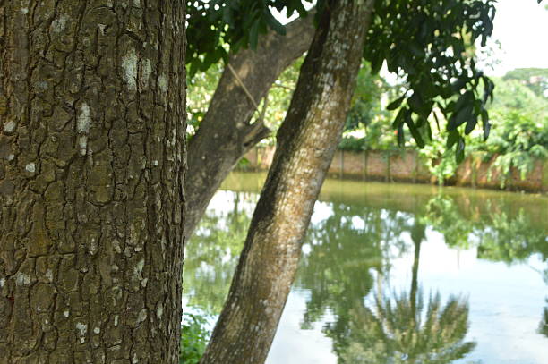 The metasequoia glyptostroboides wood in summer