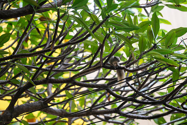 istock Squirrel on Branches Among Green Leaves 2234322339