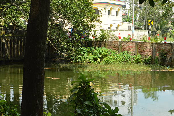 istock Tranquil lakeside scene with lush greenery and vibrant plant growth 2234322386