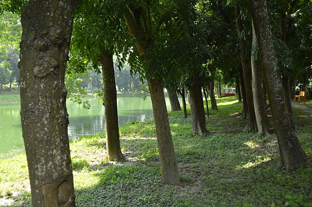 istock Tranquil lakeside scene with lush greenery and vibrant plant growth 2234322531