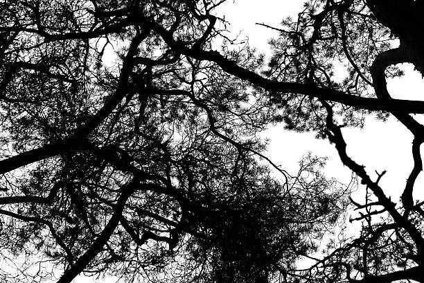 A detailed view of interwoven pine tree branches silhouetted against a light sky. Artistic depiction of natural patterns and abstract shapes, creating a dramatic composition isolated on white
