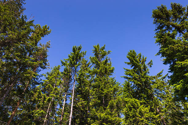 istock Bright sunlight illuminates the tall green pine trees and spruces 2234323185