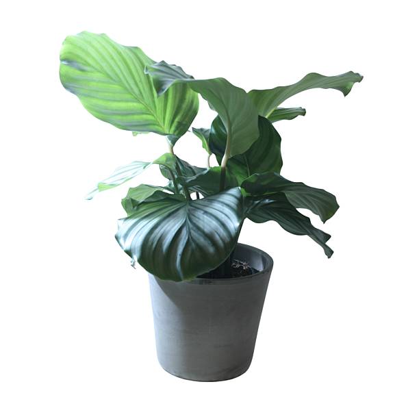 istock Houseplants without background, Indoor jungle, white background 2234324332
