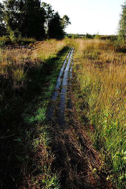 A narrow path through tall grass, punctuated by sunlight, stretches into the distance, Diepholz Moor Adventure Trail, 49356 Diepholz, Germany