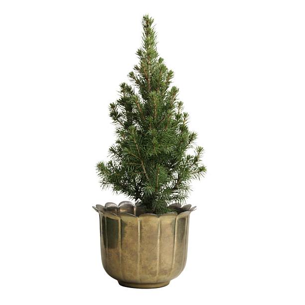 istock Houseplants without background, Indoor jungle, white background 2234324382