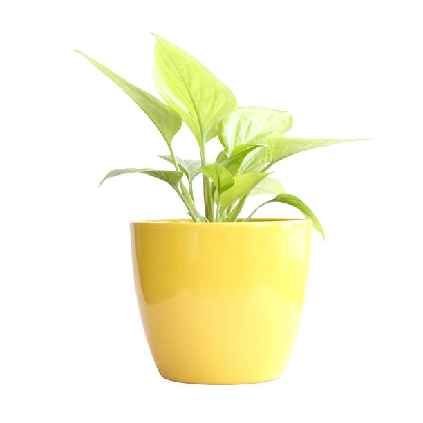 istock Houseplants without background, Indoor jungle, white background 2234324479