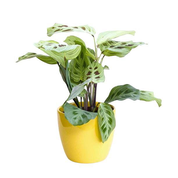 istock Houseplants without background, Indoor jungle, white background 2234324503