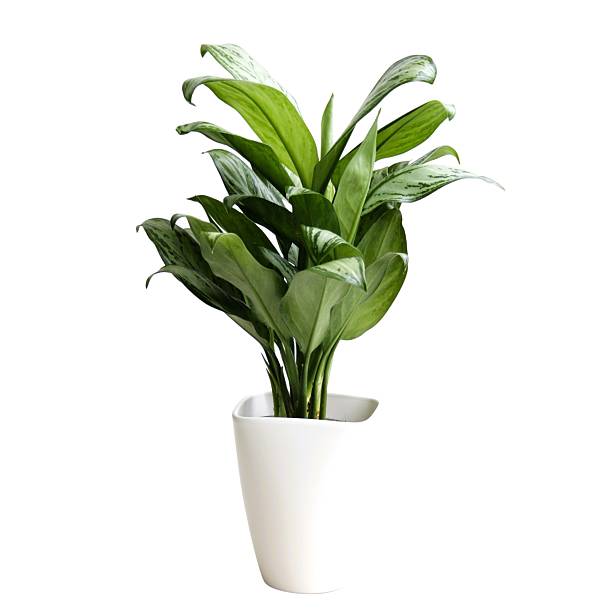 istock Houseplants without background, Indoor jungle, white background 2234324583