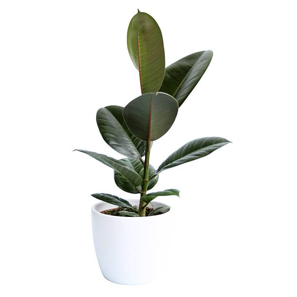 istock Houseplants without background, Indoor jungle, white background 2234324620