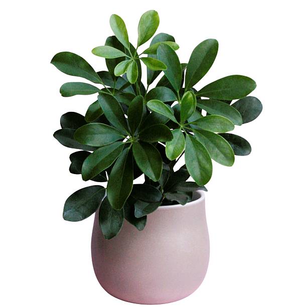 istock Houseplants without background, Indoor jungle, white background 2234324654