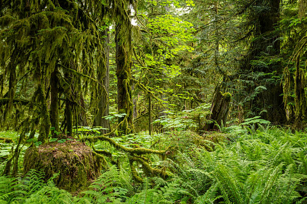 istock Old Growth Conifers in Cathedral Grove Park 2234324733