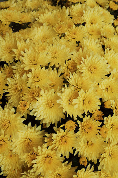 istock Full of yellow flowers 2234325054