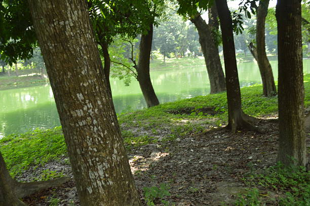 Serene lakeside view showcasing vibrant greenery, a healthy  new foliage, and reflective waters. Perfect representation of nature’s beauty and tranquility, ideal for relaxation and scenery themes.