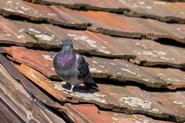 European herring gull standing on the roof of a holiday home in dorset, england, enjoying the sunny weather