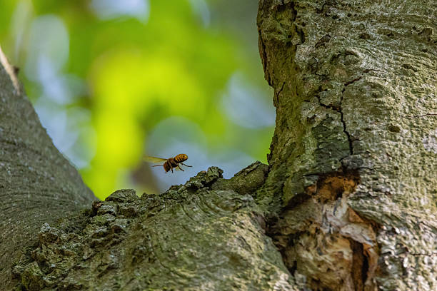 istock Wild hornets near their nest in a tree 2234326587