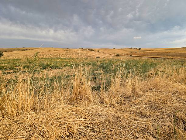 istock Golden fields stretch under an overcast sky in a rural landscape at dusk 2234327253