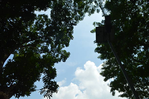 various beautiful  tropical green tree, branches of various trees against the blue sky.