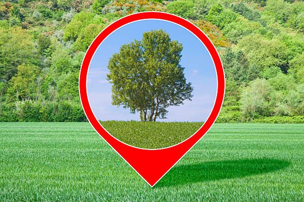 SINGLE TREE AS SYMBOL OF REFORESTATION AND ENVIRONMENTAL RECOVERY - Conceptual image of regeneration, sustainability, ecology, biodiversity and protection of nature for future balance and resilience.