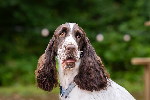 istock English Springer Spaniel dog head portrait. 2234328264