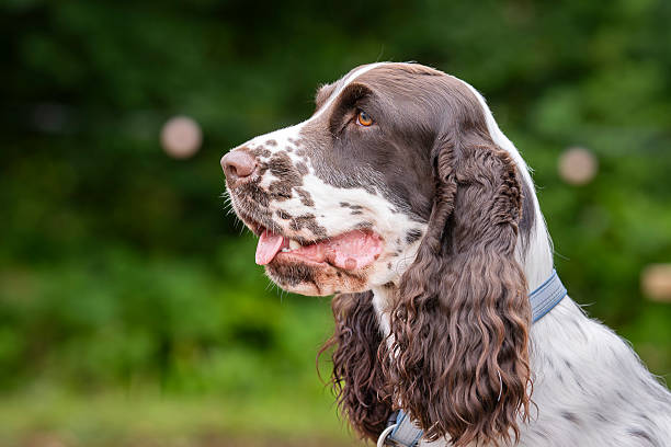 istock English Springer Spaniel dog head portrait. 2234328265