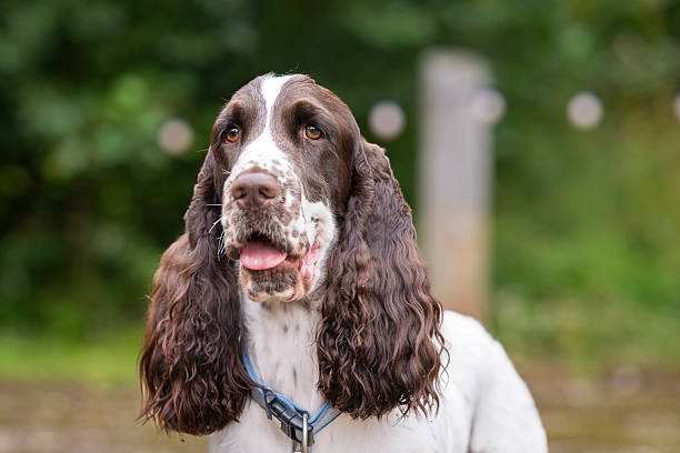 English Springer Spaniel dog head portrait.