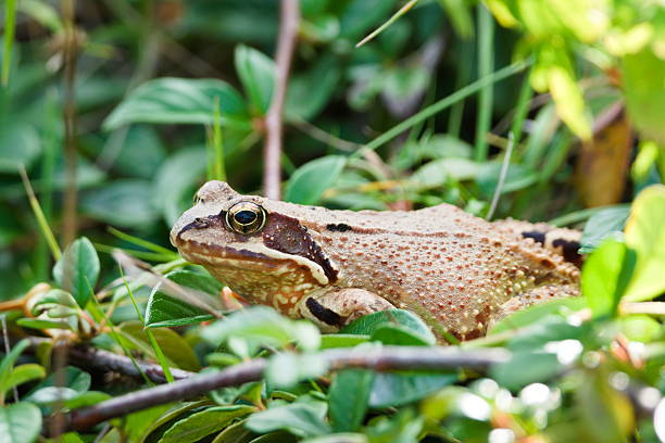 istock Common frog (Rana temporaria) hidden in foliage, Czech Republic. 2234331214