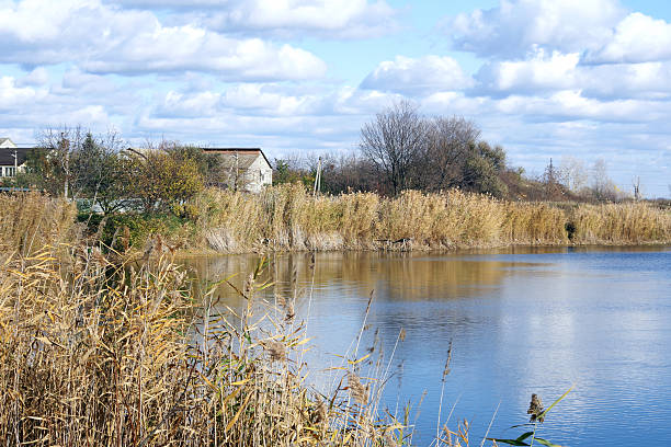 Dry reeds on the lake. Landscape on the lake.