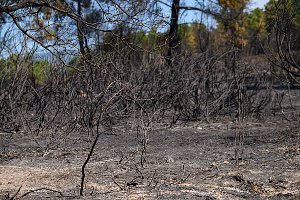 istock A desolate landscape of a burnt forest after a wildfire. 2234335247